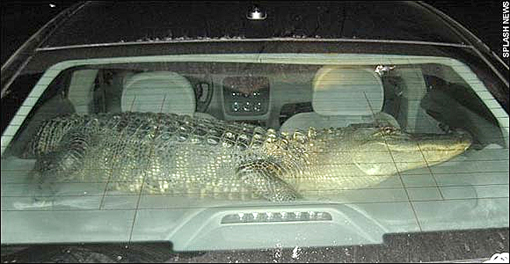 Alligator in car
