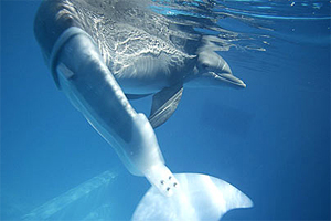 Bionic Dolphin
