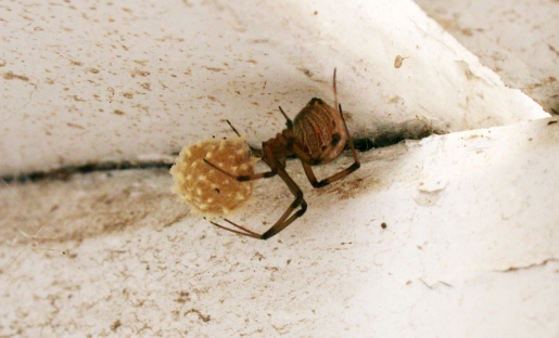 brown-widow-spider.jpg