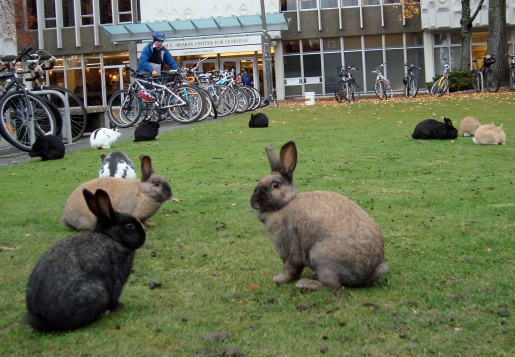 bunny-infestation.jpg