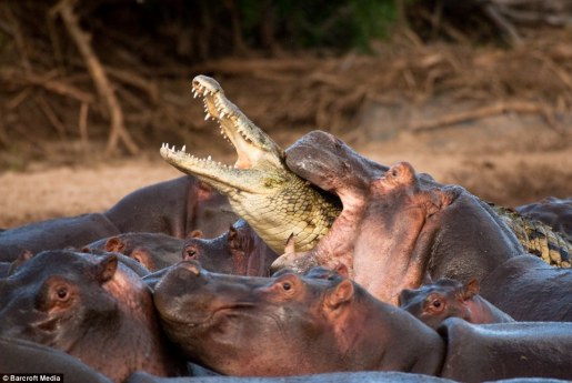 crocodile-attacked-by-hippos.jpg