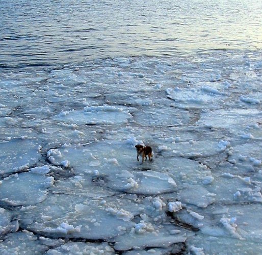 dog-rescued-from-ice-floe.jpg
