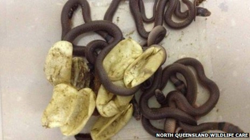 The 7 deadly venoms found in a toddler's room.
