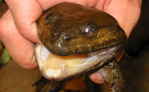 Giant Fanged Frog - It Eats Birds!