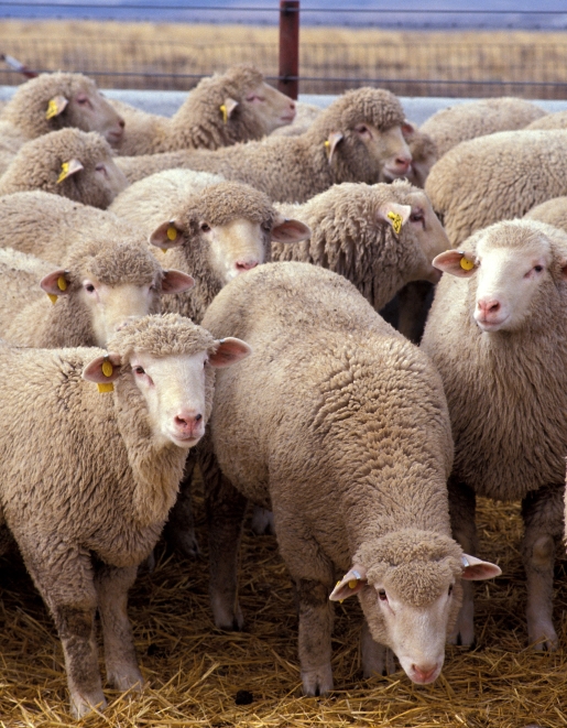 flock_of_sheep.jpg