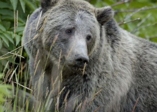 grizzly_bear_yellowstone.jpg