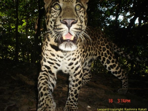 highest-big-cat-diversity-leopard.jpg