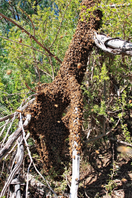 honey-bee-swarm.jpg