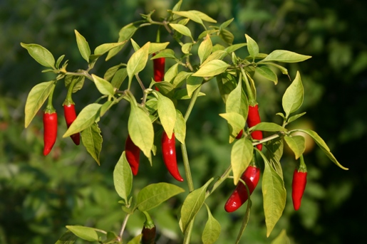 hot-peppers.jpg