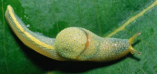 ibycus-rachelae-slug.jpg