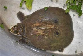 india-god-turtle.jpg