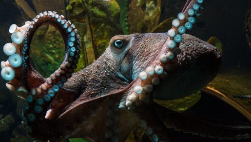 Inky the octopus, former celebrity and current fugitive.