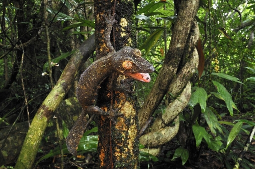 leaf-tailed-gecko.jpg