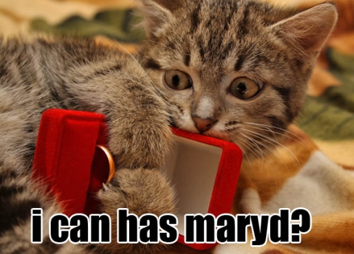 married-cat.jpg