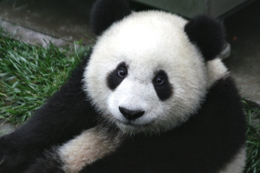 panda-cub.JPG