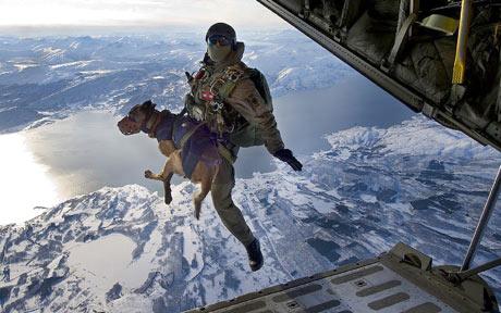 parachute-jump-dog.jpg