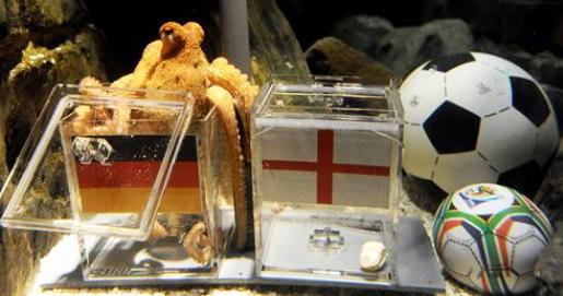 Paul The World Cup Octopus