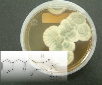 penicillin2.jpg