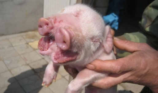 http://www.popfi.com/wp-content/uploads/pig-with-two-faces.jpg
