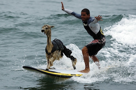 pisco-surfing-alpaca.jpg