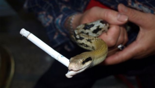 po-the-smoking-snake.jpg