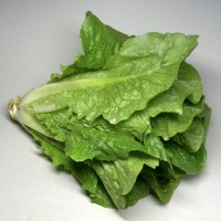 romaine-lettuce.jpg