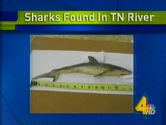 sharks-found-in-tennessee.jpg