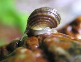 slutty-snail.jpg