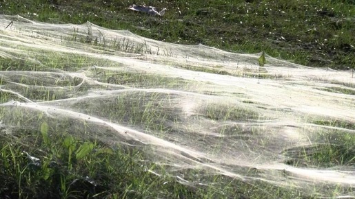 spider-web-blanket