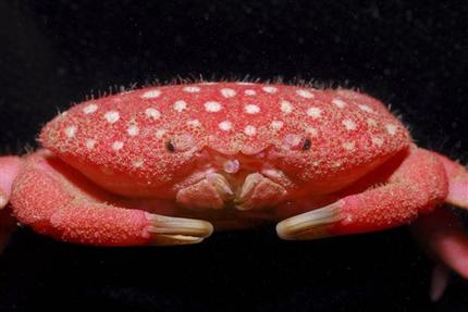 strawberry-crab.jpg