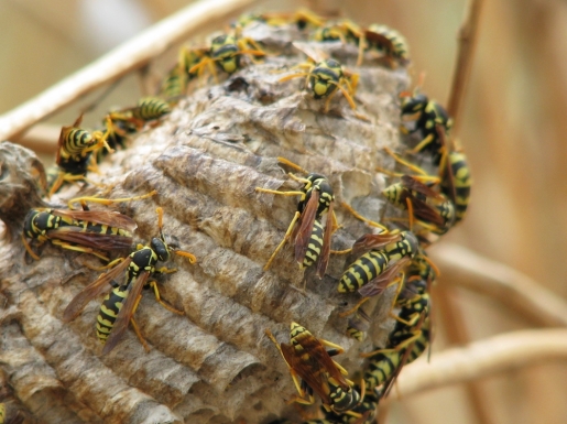 swarm-of-wasps.jpg