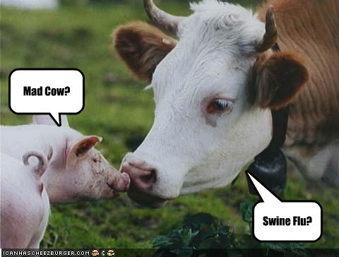 swine-flu-and-mad-cow.jpg