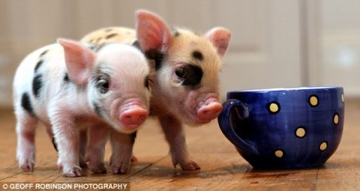 teacup-pigs.jpg