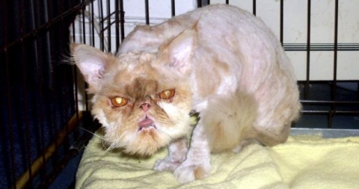 ugly cat pictures. Ugly Cat, Free To Good Home