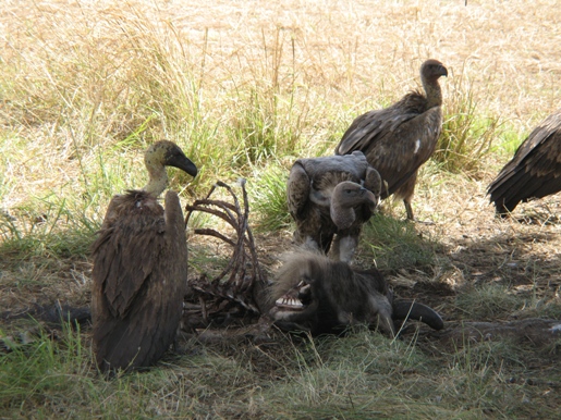 vultures-eating-wildebeest.JPG