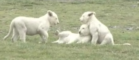 white-lion-cubs-rare.jpg